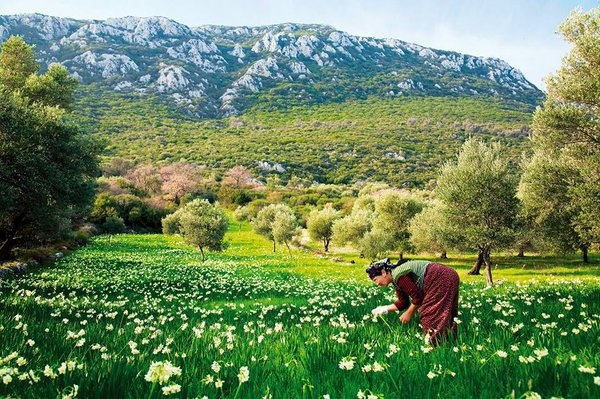 🌼 KARABURUN NERGİS ÇİÇEĞİ FESTİVALİ & İZMİR TURU